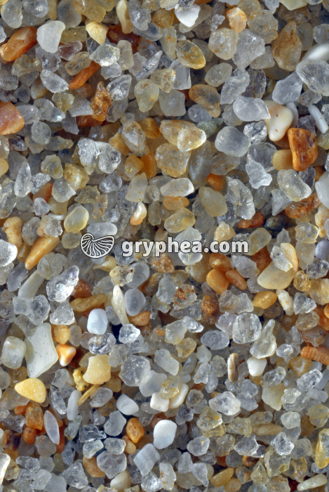 Sable quartzeux - Plage du Pornichet (Loire Atlantique) x4 - gryphea.org